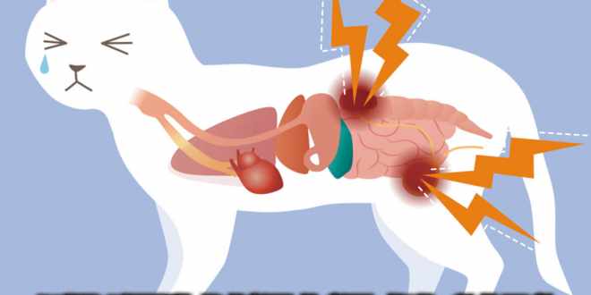 Kidney Disease In Cats