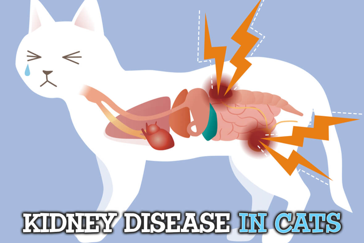 Kidney Disease In Cats