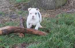 Pitbull Puppies for Sale Near me